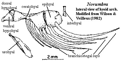 Novumbra hyoid arch from [WV82]