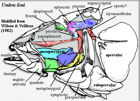 U.limi lateral skull