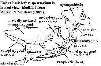 U. limi left suspensorium from [WV82]