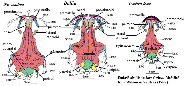Umbrid dorsal skulls from [WV82]