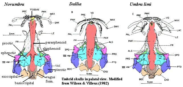 Umbrid palatal skulls from [WV82]