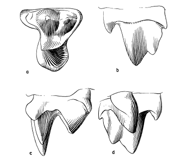 premolar 4 of Gypsonictops