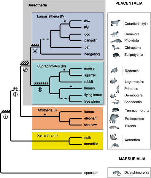  placental molecular evolutionary tree - from Kriegs et al 2006