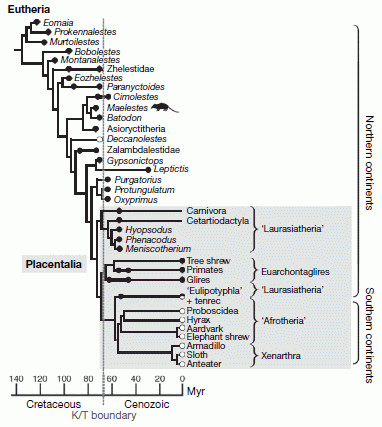 Cladogram and stratigraphic range of Mesozoic eutheria and Crown group Placentals