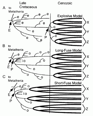 alternative hypotheses regarding the timing of origin of placental mammal clades