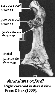 Anatalavis right coracoid from Olson (1999)