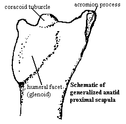 Anatidae: proximal scapula 