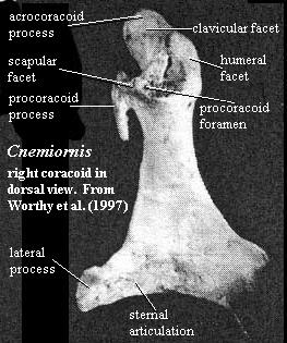 Cnemiornis right coracoid from Worthy etal (1997)