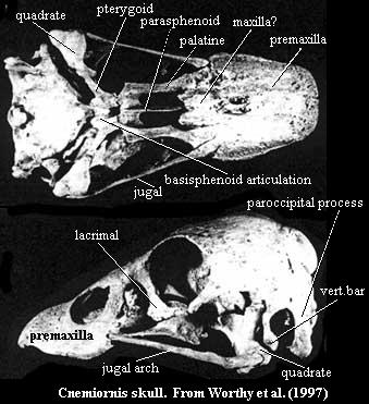 Cnemiornis skull from Worthy etal (1997)