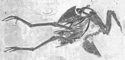 Gallinuloides from Feduccia (1999)