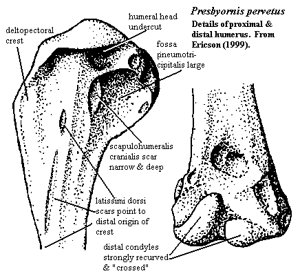 Presbyornis proximal & distal humerus from Ericson (1999)