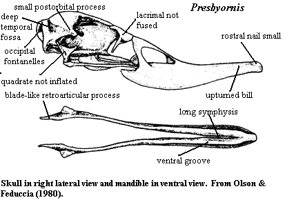 Presbyornis skull and mandible from Olson & Feduccia (1980)