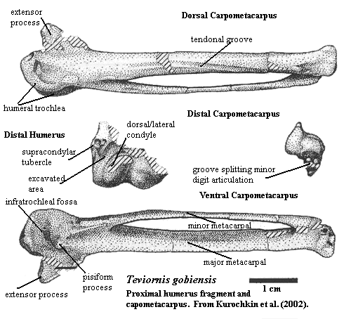 Teviornis carpometacarpus & humerus from Kurochkin et al. (2002).