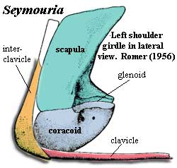 Clavicle of Seymouria. Romer (1956)