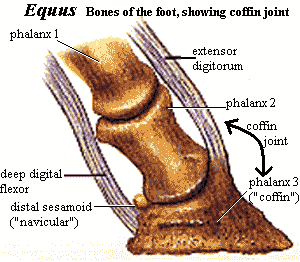 Coffin Joint