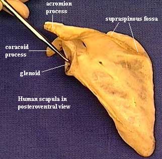 Coracoid process