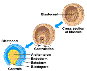 Endoderm formation during gastrula