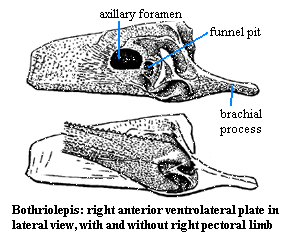 Bothriolepis pectoral attachment
