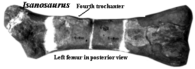 Isanosaurus left femur