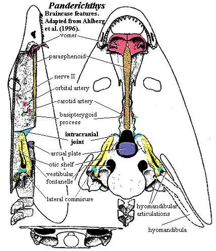 Panderichthys braincase. Ahlberg et al. (1996).