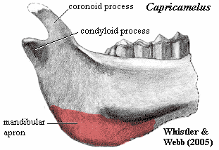 Mandibular apron. Capricamelus Whistler & Webb (2005)