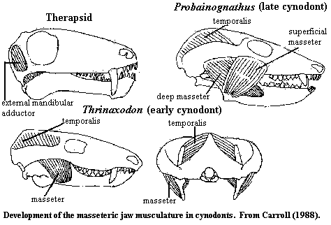 masseter development in cynodonts