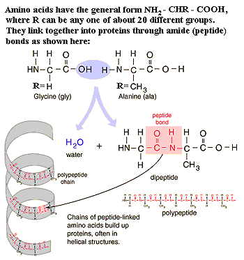 Protein primary structure