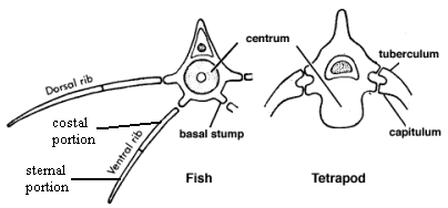 Rib anatomy