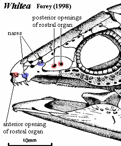 Whitea rostral organ foramina. Forey (1998)