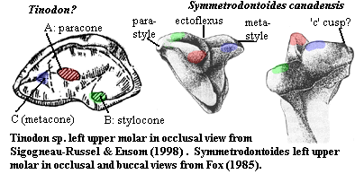symmetrodont upper molars