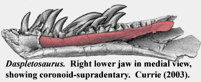 Daspletosaurus supradentary. Currie (2003).