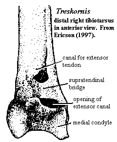 Treskornis right distal tibiotarsus from Ericson (1997)