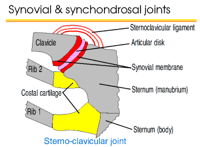 Synchondrosal & synovial joints