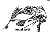 Tomial tooth