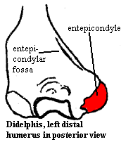 Didelphis entiepicondyle