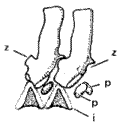 rachitomous vertebrae