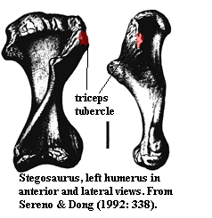 triceps tubercle 