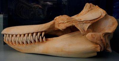 Skull of Orca