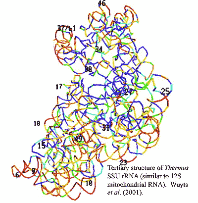 Thermus SSU rRNA