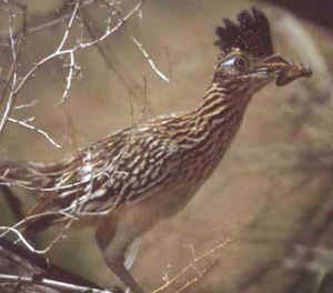 Greater Roadrunner