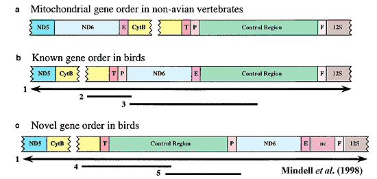 mtDNA gene order variations. Mindell et al. (1998)