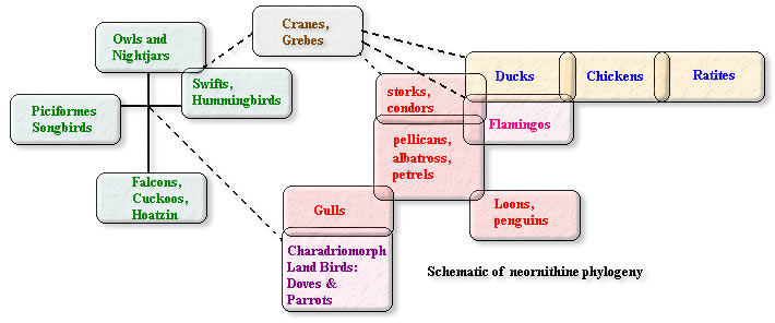 Neornithine phylogeny schematic