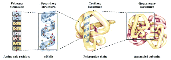 Structure levels of a protein