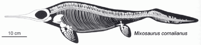 Mixosaurus cornalianus