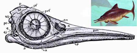 Ophthalmosaurus