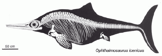 Ophthalmosaurus icenicus