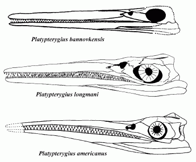 Three species of Platypterygius
