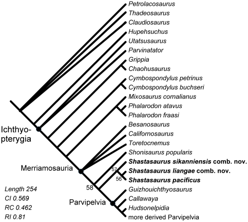 Cladogram from Sander et al 2011