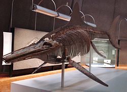 Temnodontosaurus trigonodon