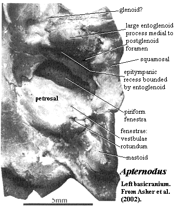 Apternodus Basicranium from Asher et al (2002)